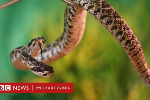 Что случилось с кракеном сайт